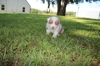 Seth, a male Australian Shepherd for sale in Fair Play, MO – 4 of 5