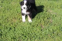 Dexter, a male Australian Shepherd for sale in Fair Play, MO – Photo 2 of 10