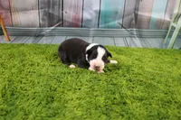 Dexter, a male Australian Shepherd for sale in Fair Play, MO – Photo 9 of 10