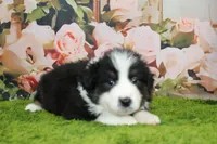 Dexter, a male Australian Shepherd for sale in Fair Play, MO – Photo 6 of 10