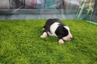 Dexter, a male Australian Shepherd for sale in Fair Play, MO – Photo 2 of 10