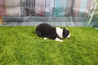 Dexter, a male Australian Shepherd for sale in Fair Play, MO – Photo 8 of 10