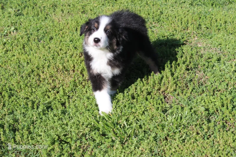 Dexter, a male Australian Shepherd for sale in Fair Play, MO – Photo 1 of 10