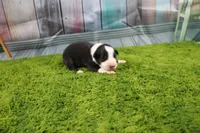 Dexter, a male Australian Shepherd for sale in Fair Play, MO – Photo 5 of 10