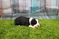 Dexter, a male Australian Shepherd for sale in Fair Play, MO – Photo 3 of 10