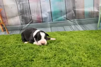 Dexter, a male Australian Shepherd for sale in Fair Play, MO – Photo 7 of 10