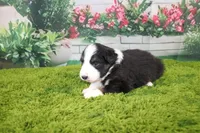 Dexter, a male Australian Shepherd for sale in Fair Play, MO – Photo 8 of 10
