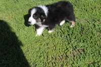 Dexter, a male Australian Shepherd for sale in Fair Play, MO – Photo 3 of 10