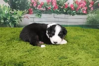 Dexter, a male Australian Shepherd for sale in Fair Play, MO – Photo 7 of 10