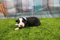 Dexter, a male Australian Shepherd for sale in Fair Play, MO – Photo 4 of 10