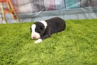 Dexter, a male Australian Shepherd for sale in Fair Play, MO – Photo 10 of 10