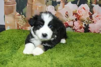 Dexter, a male Australian Shepherd for sale in Fair Play, MO – Photo 5 of 10