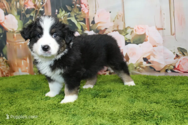 Dexter – Australian Shepherd puppy for sale in Fair Play, MO
