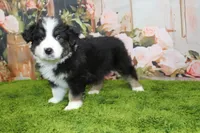Dexter, a male Australian Shepherd for sale in Fair Play, MO – Photo 4 of 10