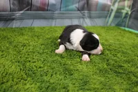 Dexter, a male Australian Shepherd for sale in Fair Play, MO – Photo 1 of 10