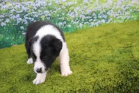 Louie, a male Australian Shepherd for sale in Fair Play, MO – 5 of 6