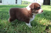 Sasha, a female Australian Shepherd for sale in Fair Play, MO – 3 of 3