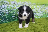 Lucy, a male Australian Shepherd for sale in Fair Play, MO – 5 of 5