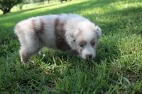 Sassy, a female Australian Shepherd for sale in Fair Play, MO – 3 of 6