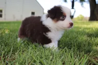 Sandy, a female Australian Shepherd for sale in Fair Play, MO – 6 of 8