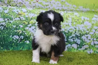 Leo, a male Australian Shepherd for sale in Fair Play, MO – 2 of 5