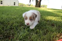 Seth, a male Australian Shepherd for sale in Fair Play, MO – 5 of 5