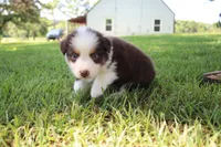 Sandy, a female Australian Shepherd for sale in Fair Play, MO – 2 of 8