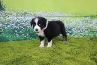 Lucy, a male Australian Shepherd for sale in Fair Play, MO – 3 of 5