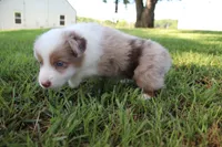 Seth, a male Australian Shepherd for sale in Fair Play, MO – 3 of 5