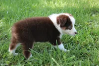 Sandy, a female Australian Shepherd for sale in Fair Play, MO – 3 of 5