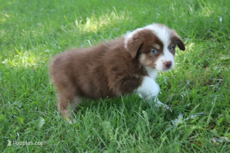 Sasha – Australian Shepherd puppy for sale in Fair Play, MO