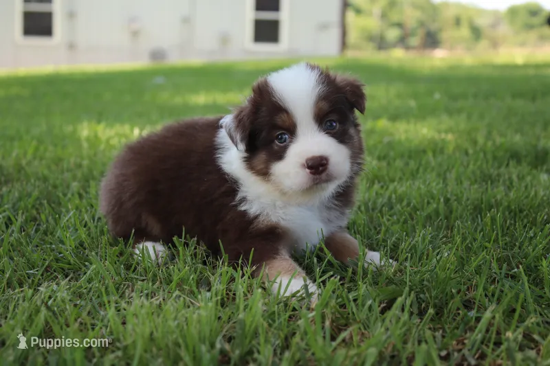 Smith – Australian Shepherd puppy for sale in Fair Play, MO