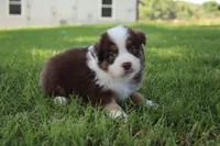 Smith, a male Australian Shepherd for sale in Fair Play, MO – 1 of 10