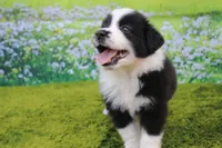 Lucky, a male Australian Shepherd for sale in Fair Play, MO – 4 of 7