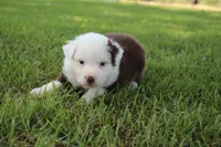 Sheldon, a male Australian Shepherd for sale in Fair Play, MO – 4 of 8