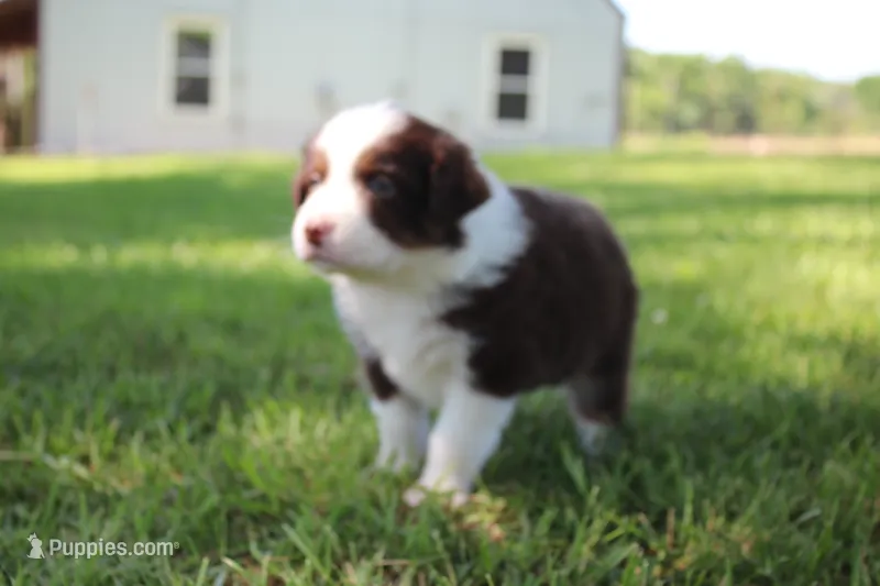 Shelby – Australian Shepherd puppy for sale in Fair Play, MO