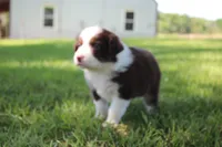Shelby, a female Australian Shepherd for sale in Fair Play, MO – 1 of 4