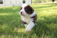 Shelby, a female Australian Shepherd for sale in Fair Play, MO – 4 of 4
