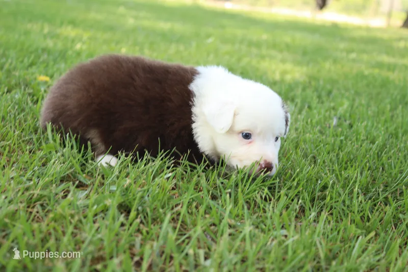 Sheldon – Australian Shepherd puppy for sale in Fair Play, MO