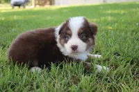 Smith, a male Australian Shepherd for sale in Fair Play, MO – 5 of 10
