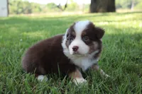 Smith, a male Australian Shepherd for sale in Fair Play, MO – 7 of 10