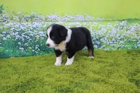 Lucy, a male Australian Shepherd for sale in Fair Play, MO – 4 of 5