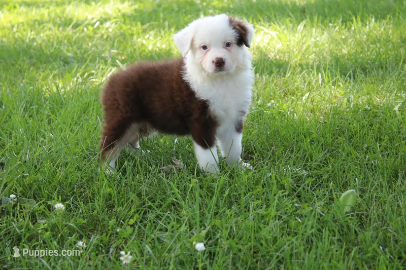 Sheldon – Australian Shepherd puppy for sale in Fair Play, MO