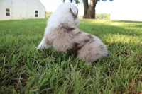 Seth, a male Australian Shepherd for sale in Fair Play, MO – 2 of 5