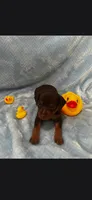 Boy 2, a male Miniature Pinscher for sale in Waco, KY – 2 of 3