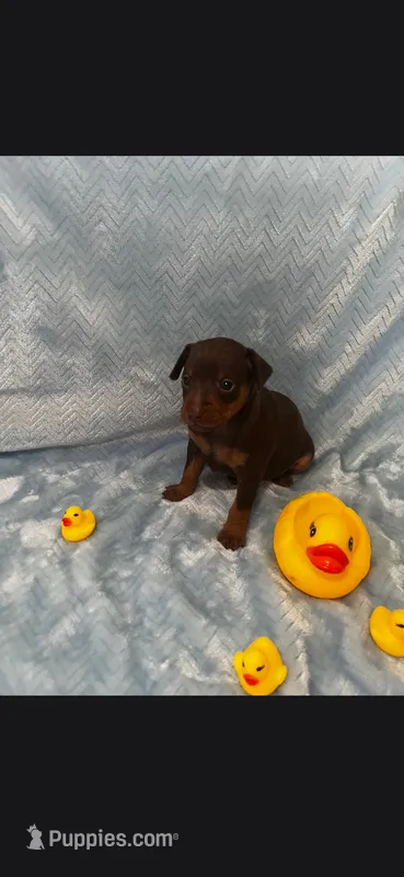 Boy 2 – Miniature Pinscher puppy for sale in Waco, KY