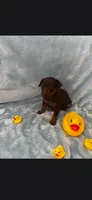 Boy 2, a male Miniature Pinscher for sale in Waco, KY – 1 of 3