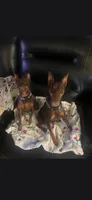 Boy 1, a male Miniature Pinscher for sale in Waco, KY – 3 of 3