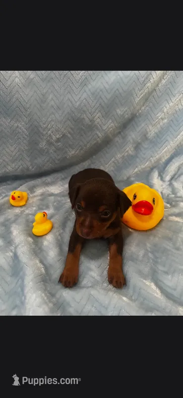 Boy 1 – Miniature Pinscher puppy for sale in Waco, KY