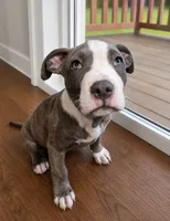 Bluey , a male American Bully and Cane Corso for sale in Fredericksburg, VA – 6 of 9
